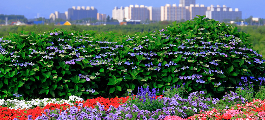 拓北・あいの里地区センター　初夏あいの里を望む