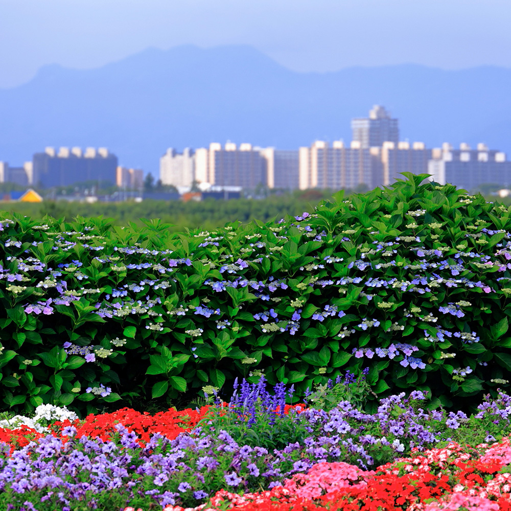 拓北・あいの里地区センター　初夏あいの里を望む